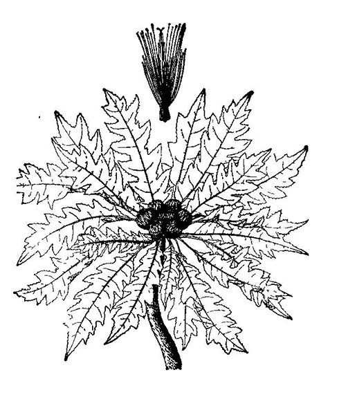 Natural compounds from  Dolomiaea souliei